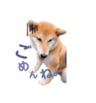 柴犬 レイ（個別スタンプ：16）