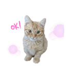 マンチカンのエリックくん♪（個別スタンプ：6）