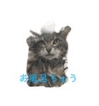 にほのおソラちゃん（個別スタンプ：1）
