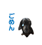 ククのスタンプ(ミニチュアダックスフンド)（個別スタンプ：13）