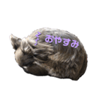 毎日使える！クッキーくん♩（個別スタンプ：2）