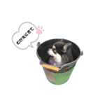毎日使える！クッキーくん♩（個別スタンプ：3）