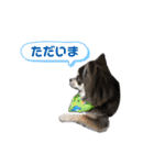 毎日使える！クッキーくん♩（個別スタンプ：6）
