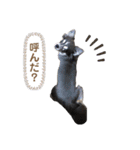 毎日使える！クッキーくん♩（個別スタンプ：11）