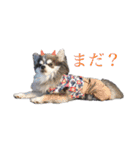 毎日使える！クッキーくん♩（個別スタンプ：12）