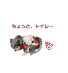 毎日使える！クッキーくん♩（個別スタンプ：13）