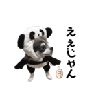 毎日使える！クッキーくん♩（個別スタンプ：19）