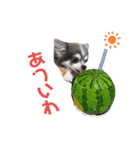 毎日使える！クッキーくん♩（個別スタンプ：24）