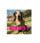 ダックスのワンダフルlife①（個別スタンプ：3）