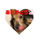 ダックスのワンダフルlife①（個別スタンプ：6）