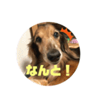 ダックスのワンダフルlife①（個別スタンプ：7）