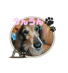 ダックスのワンダフルlife①（個別スタンプ：8）