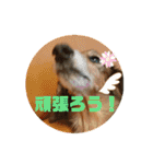 ダックスのワンダフルlife①（個別スタンプ：10）