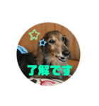 ダックスのワンダフルlife①（個別スタンプ：11）