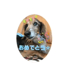 ダックスのワンダフルlife①（個別スタンプ：12）