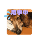 ダックスのワンダフルlife①（個別スタンプ：13）