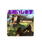 ダックスのワンダフルlife①（個別スタンプ：14）