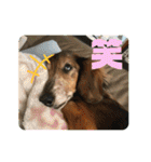 ダックスのワンダフルlife①（個別スタンプ：16）
