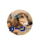 ダックスのワンダフルlife①（個別スタンプ：17）