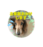 ダックスのワンダフルlife①（個別スタンプ：25）