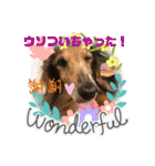 ダックスのワンダフルlife①（個別スタンプ：27）