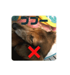 ダックスのワンダフルlife①（個別スタンプ：29）