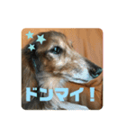 ダックスのワンダフルlife①（個別スタンプ：32）