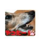 ダックスのワンダフルlife①（個別スタンプ：38）