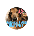 ダックスのワンダフルlife①（個別スタンプ：39）