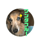 ダックスのワンダフルlife①（個別スタンプ：40）