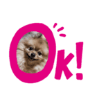 きくがわみかん3（個別スタンプ：1）