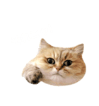 ペルたん＆アメしょ（個別スタンプ：1）