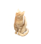 ペルたん＆アメしょ（個別スタンプ：12）