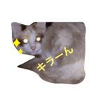 もふもふファミリー2（個別スタンプ：6）