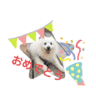 スピッツ 犬（個別スタンプ：1）