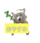 スピッツ 犬（個別スタンプ：3）