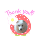 スピッツ 犬（個別スタンプ：4）