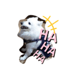 スピッツ 犬（個別スタンプ：5）