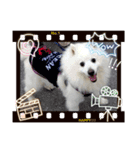 スピッツ 犬（個別スタンプ：6）
