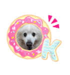 スピッツ 犬（個別スタンプ：7）