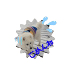 スピッツ 犬（個別スタンプ：8）