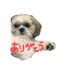 シーズーうめの日常2（個別スタンプ：6）