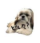 シーズーうめの日常2（個別スタンプ：9）