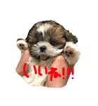 シーズーうめの日常2（個別スタンプ：16）