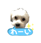 チワマルスタンプ⑦（個別スタンプ：5）