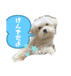 チワマルスタンプ⑦（個別スタンプ：6）