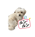 チワマルスタンプ⑦（個別スタンプ：8）