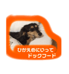 サンディ（しみず家）（個別スタンプ：1）