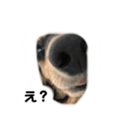サンディ（しみず家）（個別スタンプ：3）