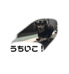 サンディ（しみず家）（個別スタンプ：5）
